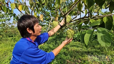 Ông Nguyễn Thanh Toàn kiểm tra sinh trưởng trái na sầu riêng trong vườn.