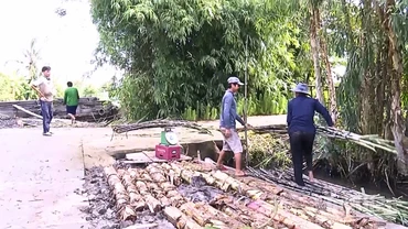 Nông dân trồng mía bán trục còn có nhiều mặt ưu điểm so với trồng mía bán cho nhà máy đường.