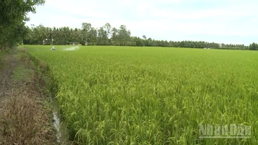 Nông dân phun thuốc bảo vệ diện tích lúa vụ 3 tại thành phố Cần Thơ.