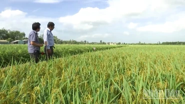 Cánh đồng lúa ST 25 của Doanh nghiệp Tư nhân Hồ Quang Trí.