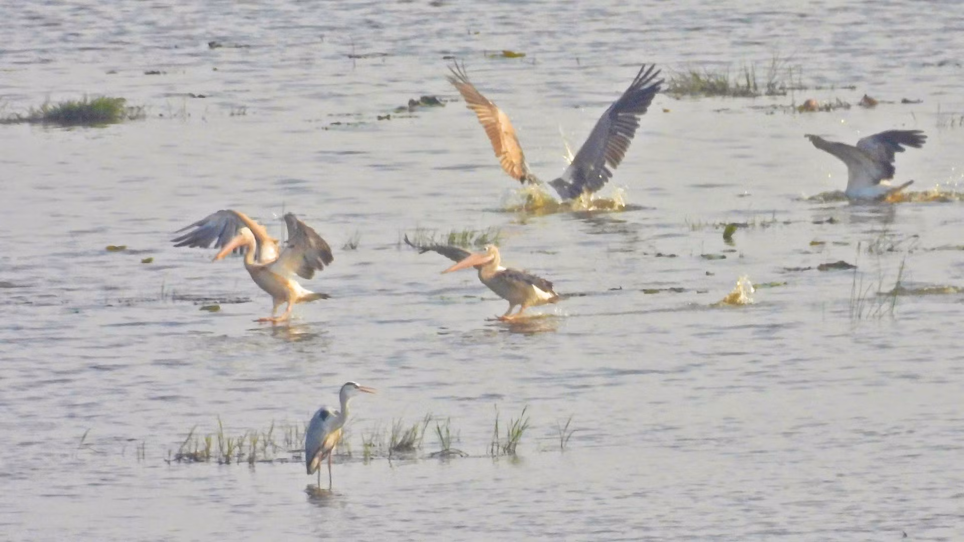 Đàn bồ nông chân xám được ghi nhận tại Vườn quốc gia Tràm Chim. (Ảnh: Vườn quốc gia Tràm Chim)