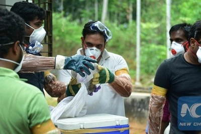 Nhân viên y tế tiến hành thu thập, kiểm nghiệm mẫu vật trong bối cảnh dịch virus Nipah bùng phát tại Kozhikode, bang Kerala, miền nam Ấn Độ, ngày 21/5/2018. (Ảnh: Xinhua)