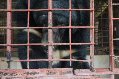 Việc nuôi nhốt gấu, đặc biệt là nuôi nhốt để lấy mật không chỉ không bảo đảm an toàn và phúc lợi cho gấu mà còn là hành vi vi phạm pháp luật. (Ảnh minh họa: ENV)