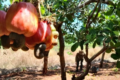 Thu hoạch điều tại Bù Gia Mập, Đồng Nai. (Ảnh: TTXVN)