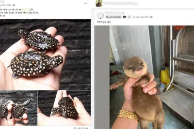 Bài đăng trên các hội nhóm chuyên rao bán động vật hoang dã trên Facebook. (Ảnh chụp màn hình)