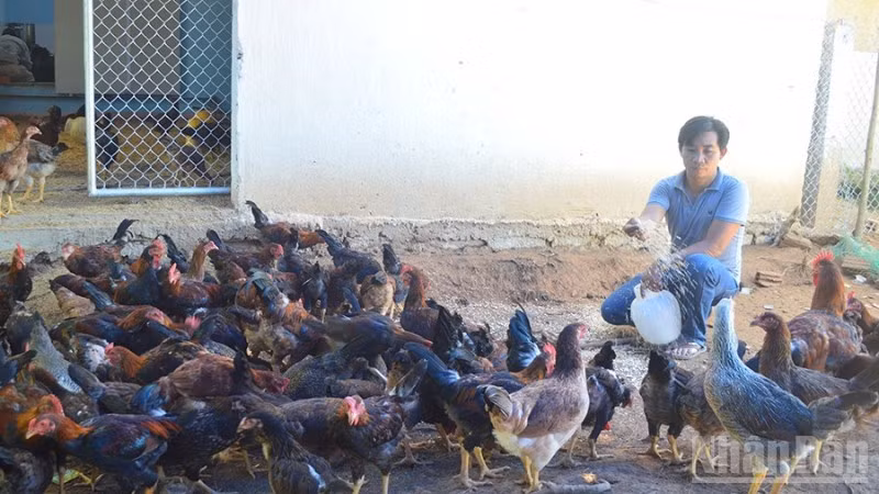 Các địa phương và người chăn nuôi ở Quảng Ngãi chủ động giám sát dịch bệnh gia súc, gia cầm.