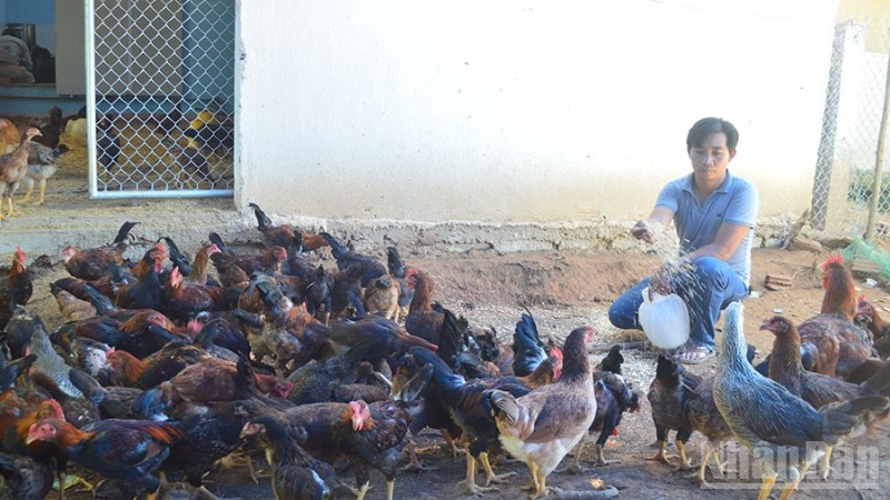 Các địa phương và người chăn nuôi ở Quảng Ngãi chủ động giám sát dịch bệnh gia súc, gia cầm.