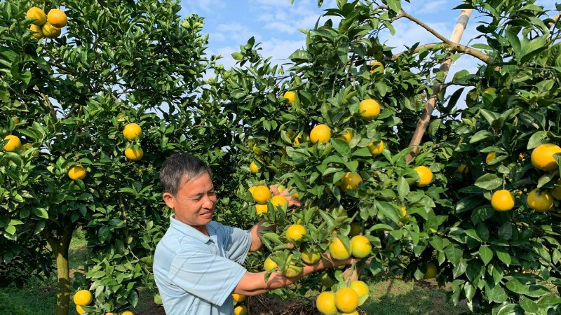 Nông dân Tống Trân, tỉnh Hưng Yên chuyển đổi sang trồng cam cho thu nhập hơn 350 triệu đồng/ha/năm.