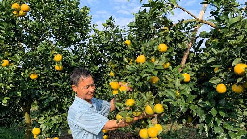Nông dân Tống Trân, tỉnh Hưng Yên chuyển đổi sang trồng cam cho thu nhập hơn 350 triệu đồng/ha/năm.