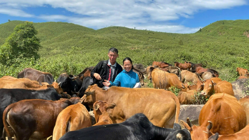 Vợ chồng ông Vàng A Là chăm sóc đàn bò của gia đình.