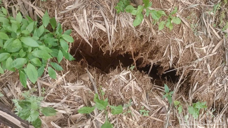 Vết nứt núi tại thôn Tây, xã Tây Trà Bồng có chiều dài khoảng 150m, có nguy cơ sạt lở, gây nguy hiểm đến khu dân cư tổ 1 và tổ 2 thuộc thôn Tây.