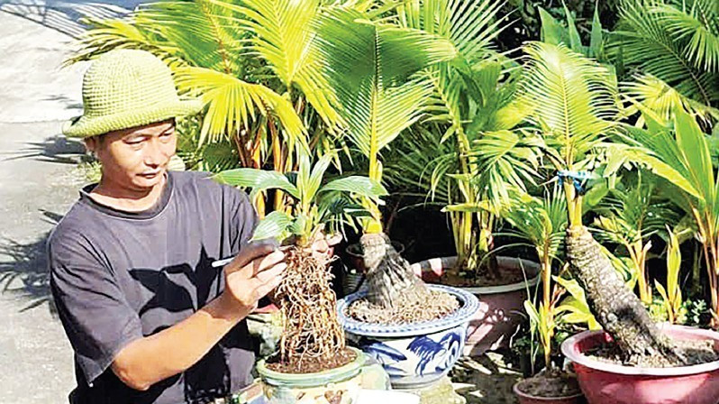 Nghệ nhân Đỗ Thành Trung đã tạo ra những cây dừa bonsai độc đáo.
