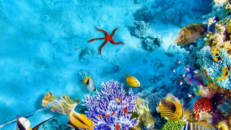 Trong những năm gần đây, đa dạng sinh học biển đang bị đe dọa, cần được cộng đồng chung tay bảo vệ. 