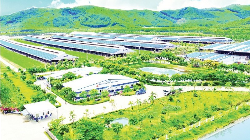 Mô hình trang trại sinh thái “Vinamilk Green Farm” theo định hướng nông nghiệp bền vững, giảm phát thải. (Ảnh: THÁI HÀ)