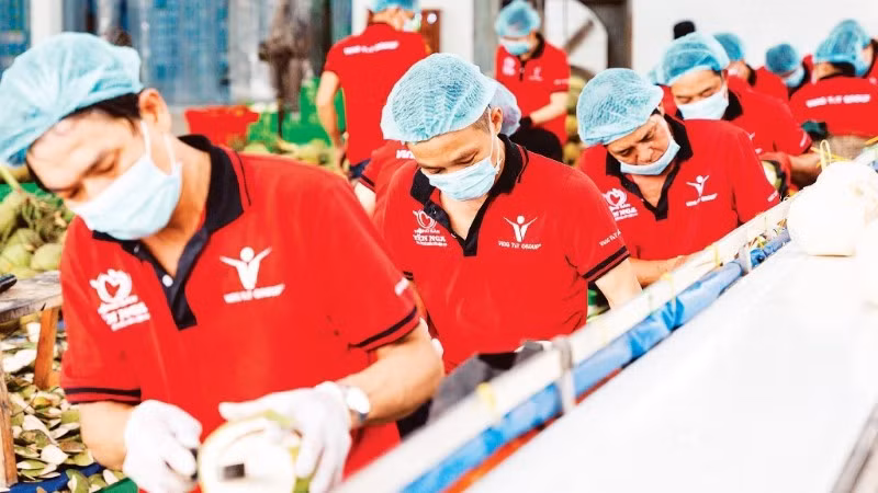 Sơ chế dừa xuất khẩu tại Công ty Vina T&T Group. (Ảnh: MINH ANH)