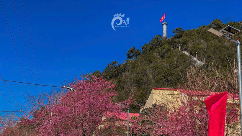 Hoa mai anh đào nở rộ tại xã Lũng Cú, tỉnh Tuyên Quang.