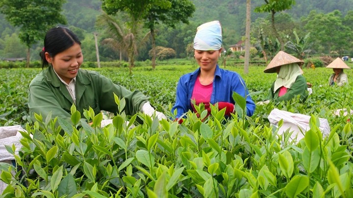 Người dân xã Tân Cương (Thái Nguyên) thu hái chè vụ xuân.