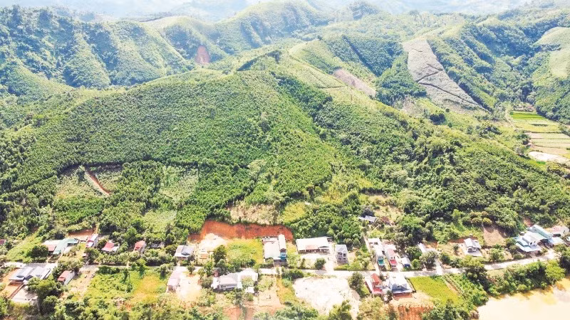 Lào Cai là địa phương có vùng trồng quế lớn nhất cả nước.