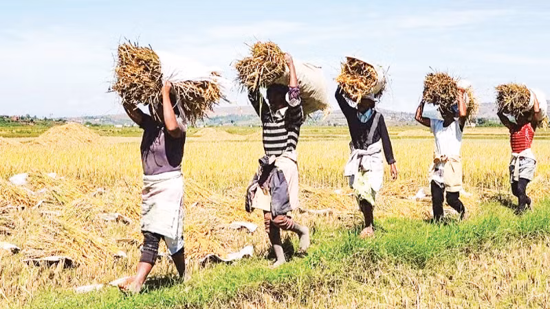 Nông nghiệp là lĩnh vực hợp tác quan trọng của Angola với Việt Nam.
