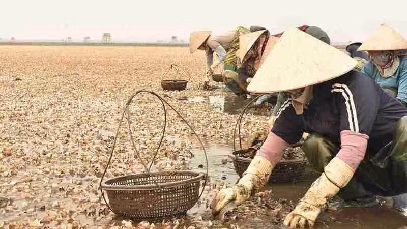 Hiện tượng ngao chết hàng loạt khi đến kỳ thu hoạch ở xã Nam Cường đã gây thiệt hại kinh tế cho nhiều hộ nuôi. (Ảnh Hà Hương)