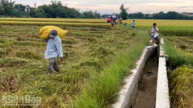 Nông dân Hóa Châu xuyên đêm thu hoạch lúa Hè Thu để tránh bão. ndo_bl_b7d63a62f6f87ea627e9-2.jpg