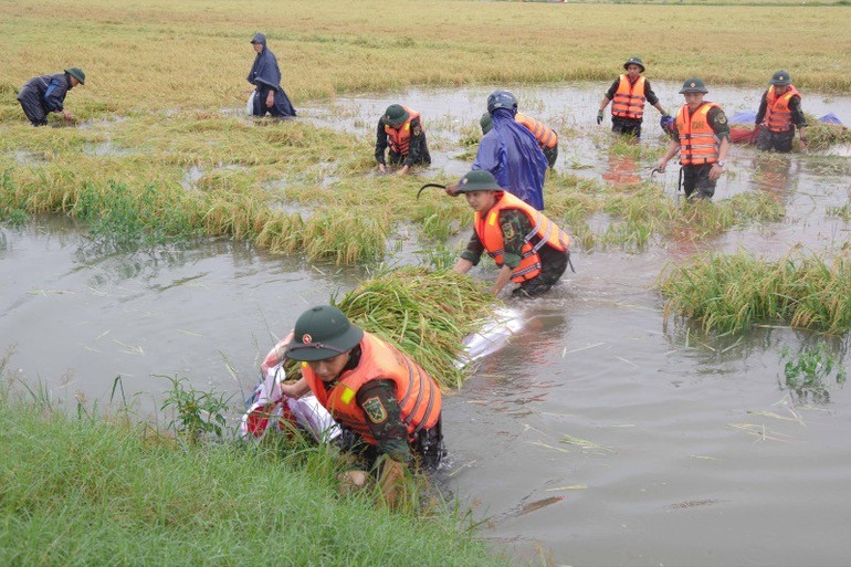 Dự kiến, trong những ngày tới, Bộ Chỉ huy Quân sự thành phố Huế sẽ tiếp tục duy trì lực lượng hỗ trợ người dân thu hoạch cho đến khi hoàn tất diện tích lúa còn ngập. imgp-03-4747.jpg