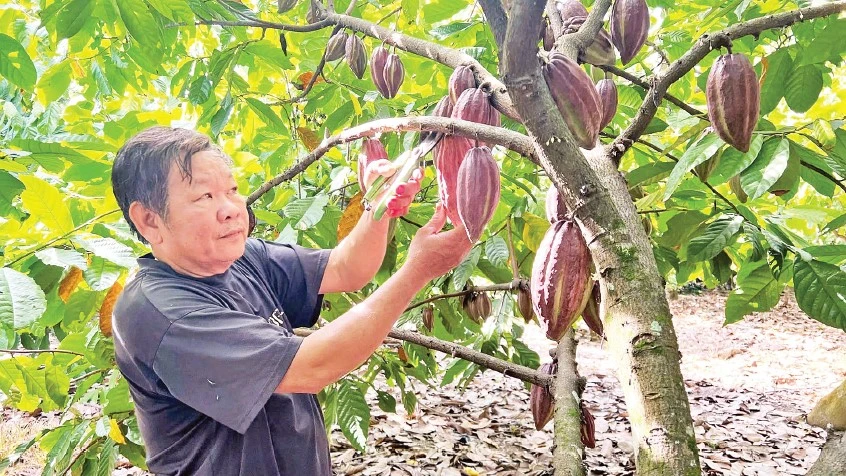Ông Nguyễn Thanh Long trong vườn ca-cao của gia đình.