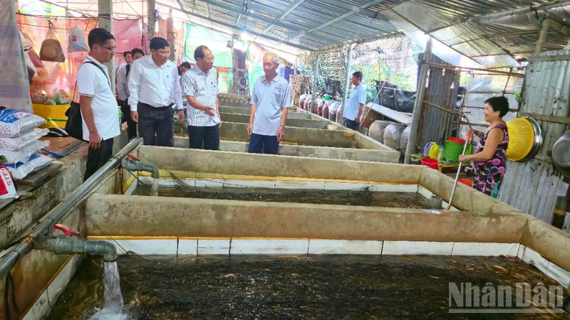 Giá lươn giảm sâu, nông dân Cần Thơ gặp khó khăn trong tiêu thụ