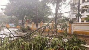 Chiều tối nay (ngày 25/8), vùng tâm bão số 5 đã đổ bộ vào Nghệ An-Hà Tĩnh, gây gió mạnh cấp 10, giật cấp 15. (Ảnh: nhandan.vn)