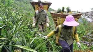 Người dân xã Bản Lầu, huyện Mường Khương (Lào Cai) thu hoạch dứa trên nương đồi. (Ảnh: nhandan.vn)