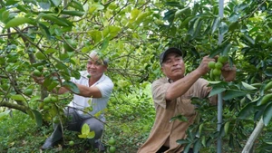 Vườn chanh của nông dân Phạm Văn Niềm, Hợp tác xã Dịch vụ nông nghiệp Mỹ Long, tỉnh Đồng Tháp. (Ảnh: nhandan.vn)