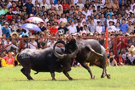 Lễ hội chọi trâu truyền thống Đồ Sơn luôn thu hút sự quan tâm của đông đảo người dân và du khách. (Ảnh tư liệu: Đức Nghĩa)