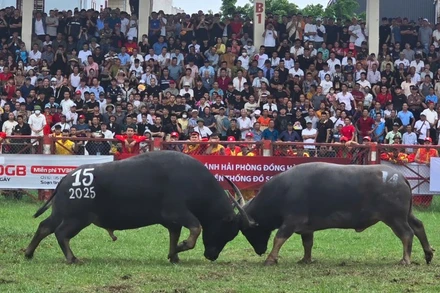 Lễ hội chọi trâu truyền thống “Đồ Sơn-VTV năm 2025” tổ chức tại Sân vận động phường Đồ Sơn (Hải Phòng), thu hút hàng vạn người theo dõi trực tiếp.