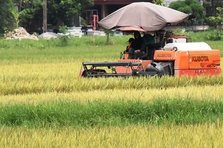 Nông dân huyện Ý Yên (Nam Định) thu hoạch lúa xuân sớm.