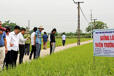 Mô hình trình diễn giống lúa Thiên Trường 900 tại xã Trực Chính, huyện Trực Ninh (Nam Định).