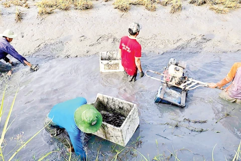 Nông dân Ấp 6 La Cua (xã Biển Bạch, tỉnh Cà Mau) thu hoạch tôm càng xanh được nuôi xen canh trên cánh đồng lúa-tôm hữu cơ.