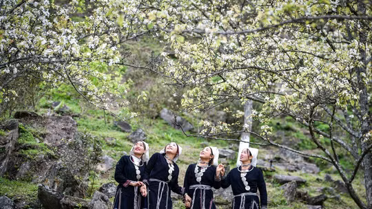 Mùa hoa lê ở thôn Khâu Tràng, xã Hồng Thái, Tuyên Quang. Ảnh: Thành Đạt