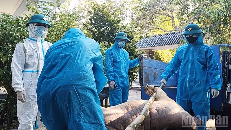 Lực lượng chức năng tổ chức tiêu huỷ lợn bị bệnh dịch tả lợn châu Phi.