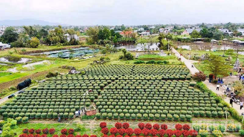 Một góc làng hoa Hà Đông nhìn từ trên cao.