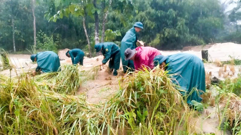 Các lực lượng vũ trang đóng chân trên địa bàn xã La Dêê giúp người dân thu hoạch lúa chín sớm.