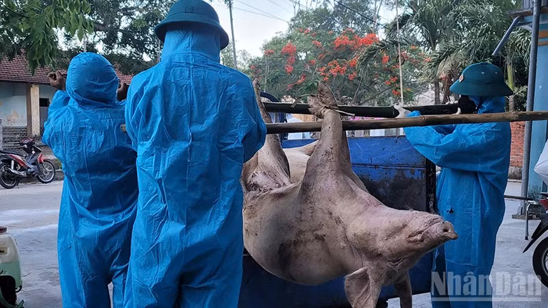 Lực lượng chức năng của phường Quảng Phú đưa lợn bị bệnh dịch tả lợn châu Phi đi tiêu hủy.