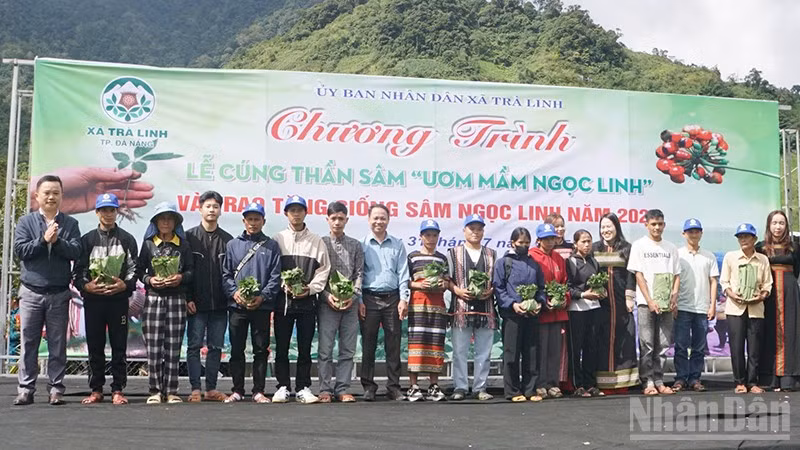 Chính quyền xã Trà Linh trao tặng sâm giống cho hộ nghèo.