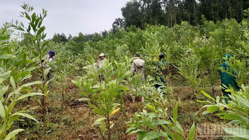 Lực lượng chức năng của xã Sơn Cẩm Hà kiểm tra các vết nứt tại khu vực núi Ngang thôn 5.