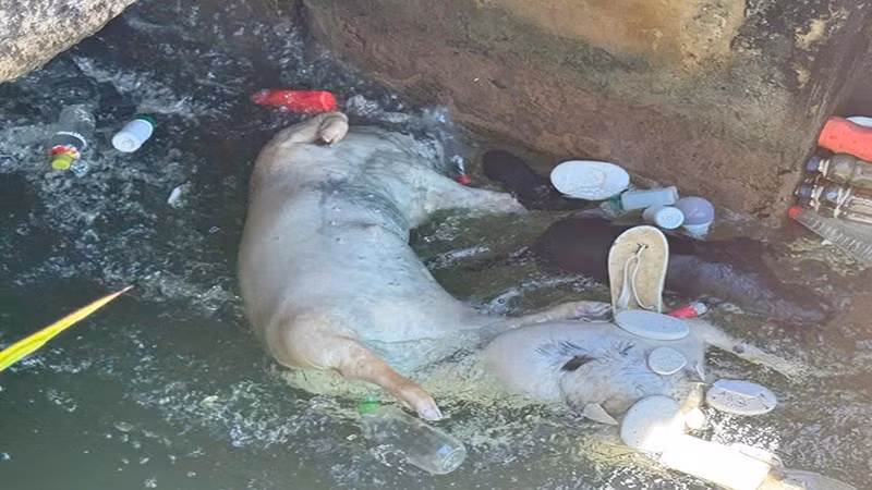 Xác lợn chết vứt trôi trên kênh Phú Ninh bốc mùi hôi thối, gây ô nhiễm môi trường nghiêm trọng.