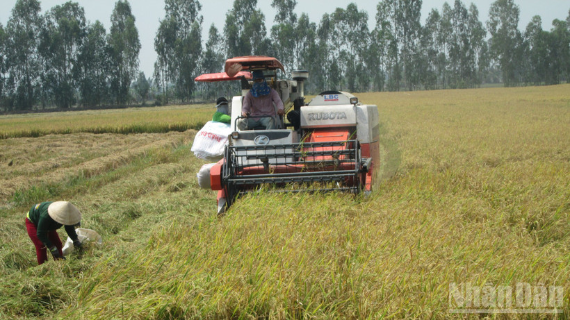 Nông dân An Giang thu hoạch lúa.