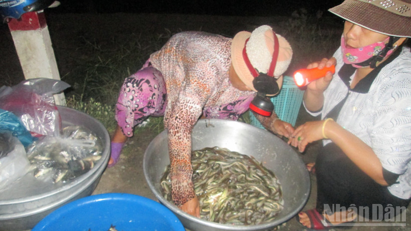 Quang cảnh mua bán cá tại chợ ma.