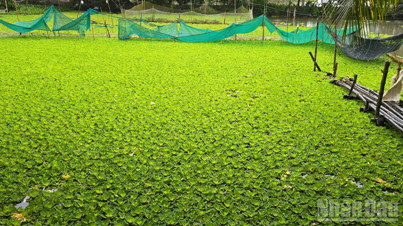 Mô hình nuôi ốc đồng của anh Nguyễn Văn Tấn.