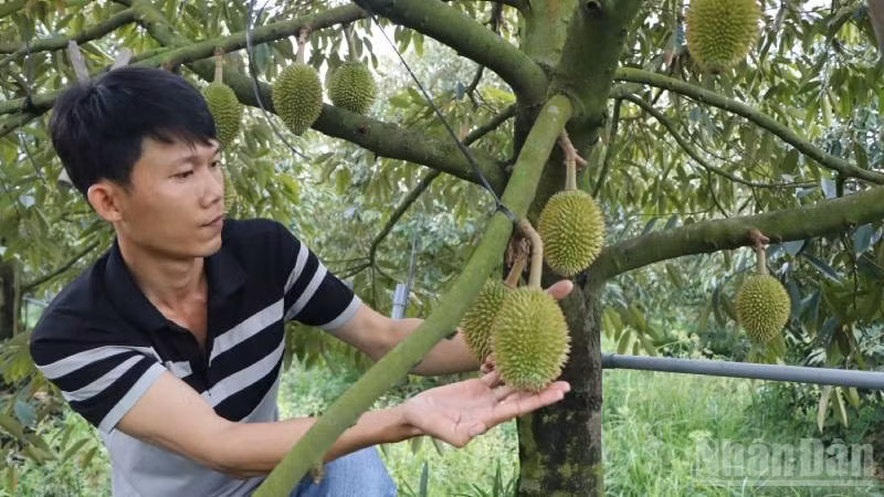 Nông dân An Giang kiểm tra vườn trồng sầu riêng.