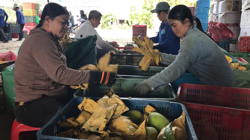 Xoài keo Khánh Bình được xuất khẩu.