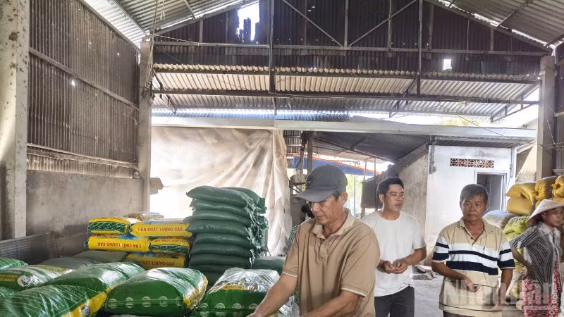 Nông dân xã Thoại Sơn tham gia mô hình kiểm tra nhận lúa giống.